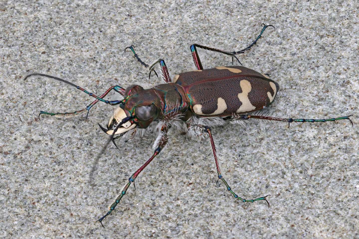 Cicindelidae: Cicindela hybrida transversalis? S.